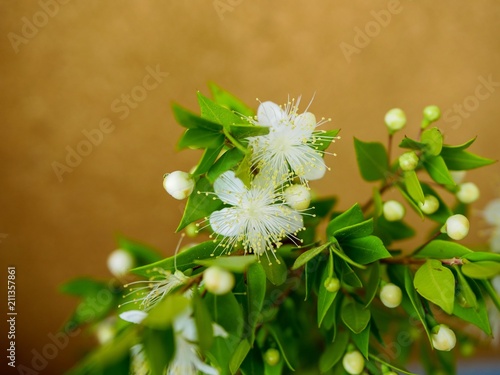 Myrtle Flowers