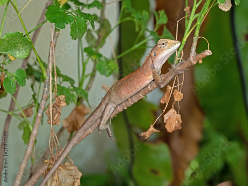 Brown Lizard on Branch Isolated on Nature Background © backiris
