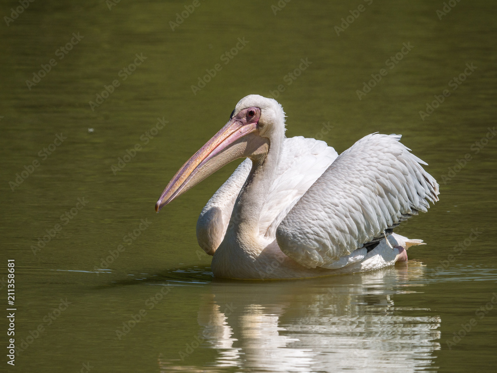 Pélican Pélican