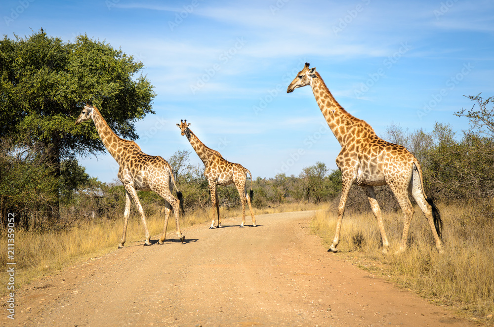 Obraz premium Giraffes crossing dirt street. Kruger park safari animals. South Africa
