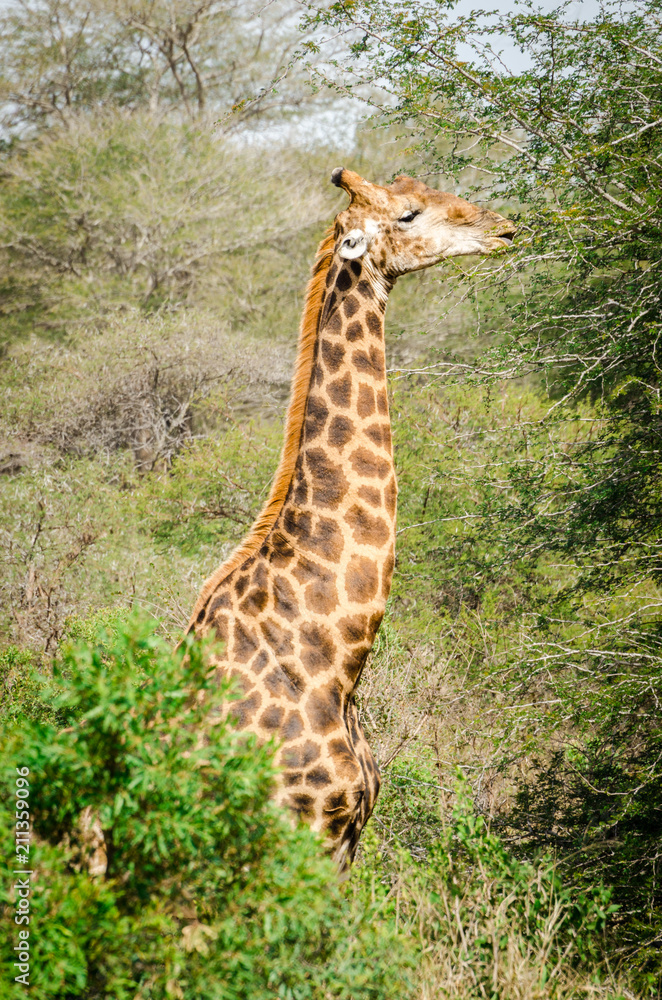 Obraz premium Giraffe eating leaves tree Kruger park safari animals. South Africa