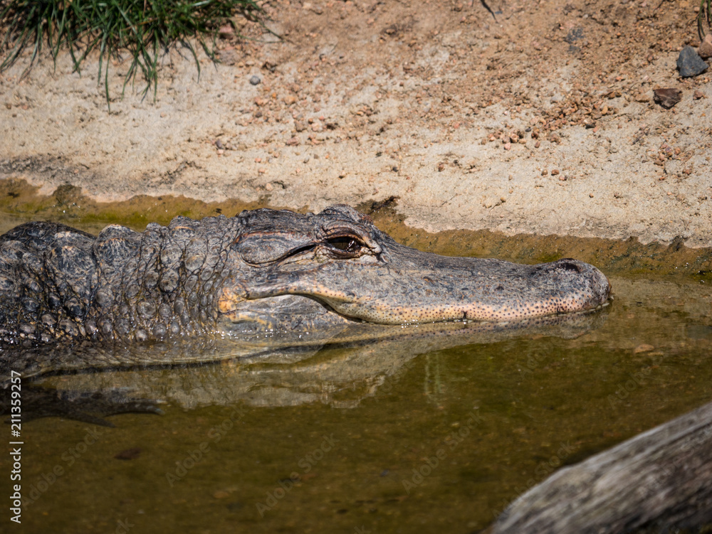 Obraz premium Crocodile