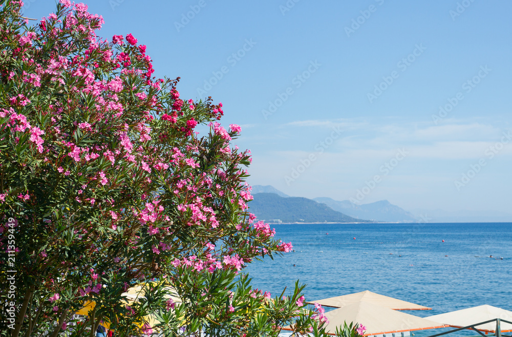 Oleander  flowers in Kemer