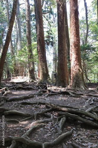京都の木の根
