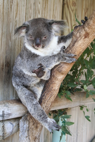 Fototapeta Naklejka Na Ścianę i Meble -  koala is climbing on a tree branch, australia