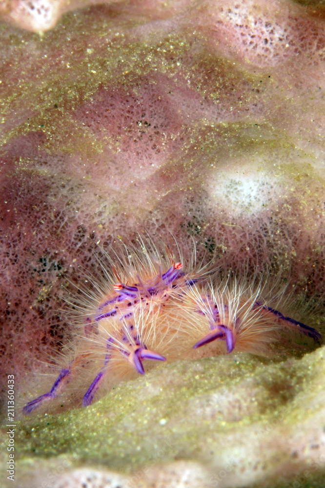 Hairy Squat Lobster (Lauriea siagiani, aka Hairy Pink Squat Lobster