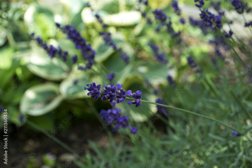 Blooming lavender in the garden. Macro shot. Blooming lavender in the garden. Macro shot.