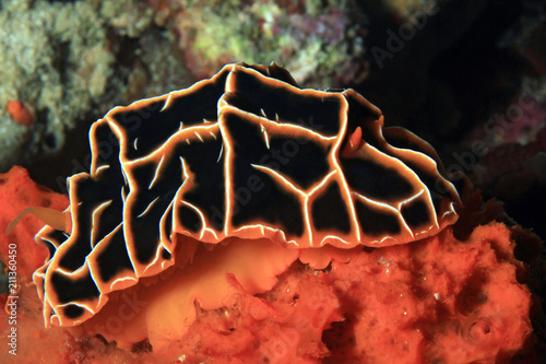 Reticulidia Halgerda on a Coral. Moalboal, Philippines