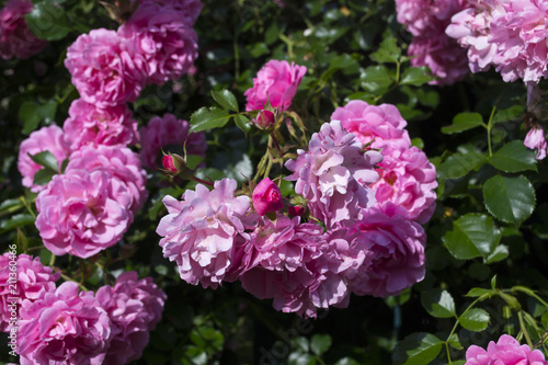The blooming bushes of roses in the garden. Close up. © Natali Vinokurova
