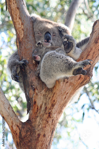 Fototapeta Naklejka Na Ścianę i Meble -  Koala Joey On Mothers Back on a tree branch, Australia