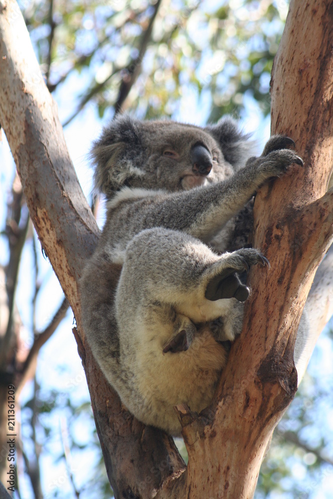 koala is climbing on a tree branch, australia koala is climbing on a tree branch, australia