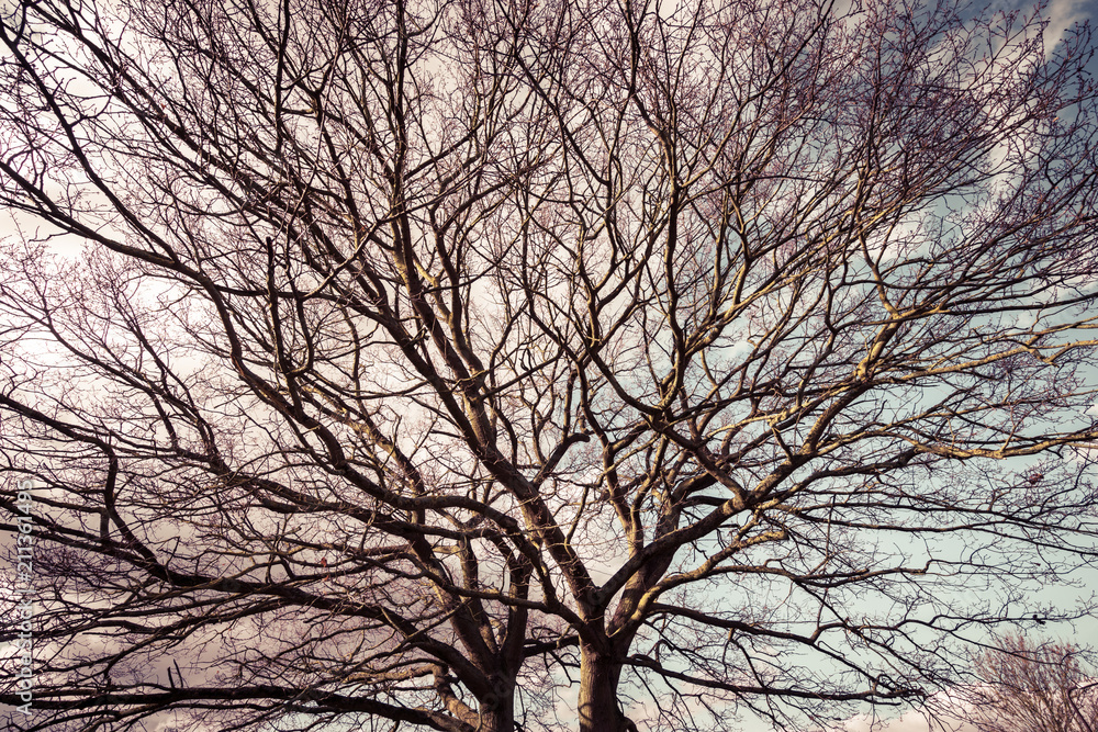 Naked branches of a tree against the sky Naked branches of a tree against the sky