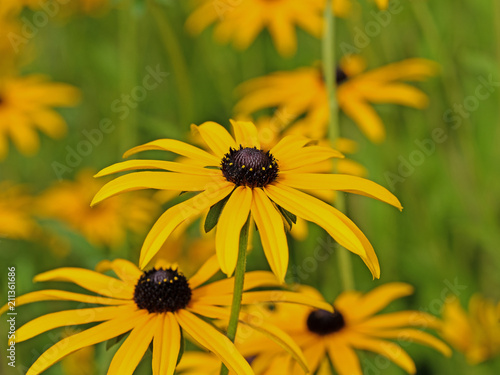 Sonnenhut, Rudbeckia fulgida photo