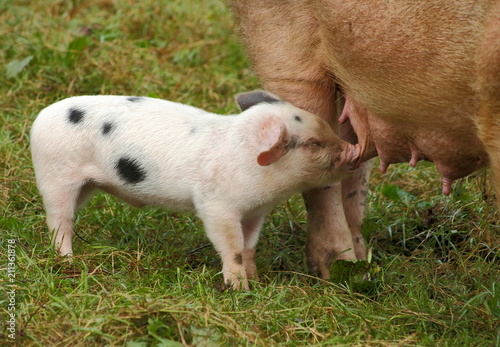 Little Gloucestershire Old Spots piglet sucking a nipple in the field