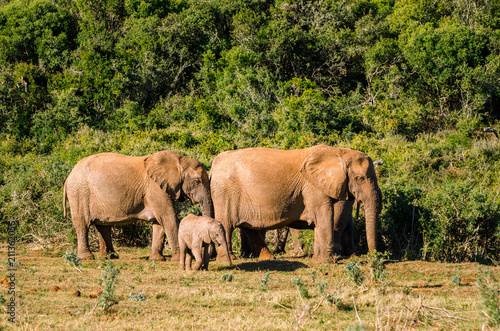Elephants family, Addo elephants park, South Africa