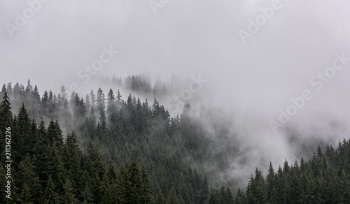 Foggy Pine Forest. Dense pine forest in morning mist. © krstrbrt