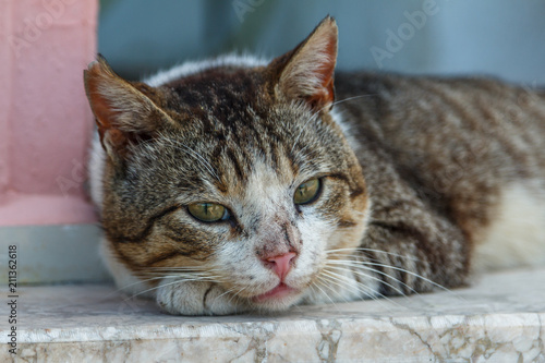 Fototapeta Naklejka Na Ścianę i Meble -  Cute cat found on the street of Fethiye, Turkey