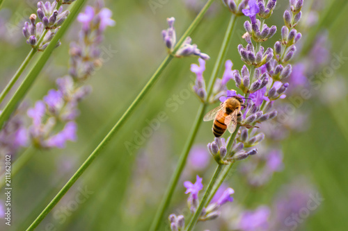 ラベンダーとミツバチ © syuntarou