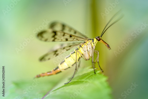 Common scorpionfly - Panorpa communis