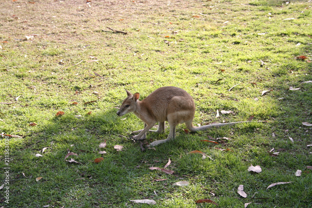 young kangarooh in native grassland young kangarooh in native grassland