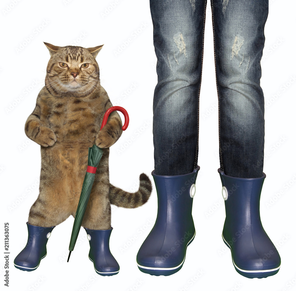 Cat wearing rain boots best sale