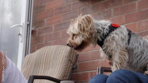 Yorkshire tettier sits on owners lap and looks into the distance. photo