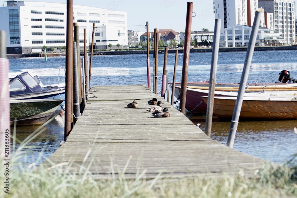 Duck resting on pier