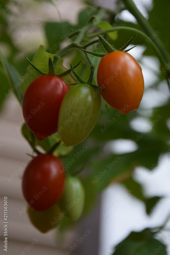Tomato Fruits ミニトマト プチトマトの実 楕円形 ナツメ型 アイコ種 Stock Photo Adobe Stock