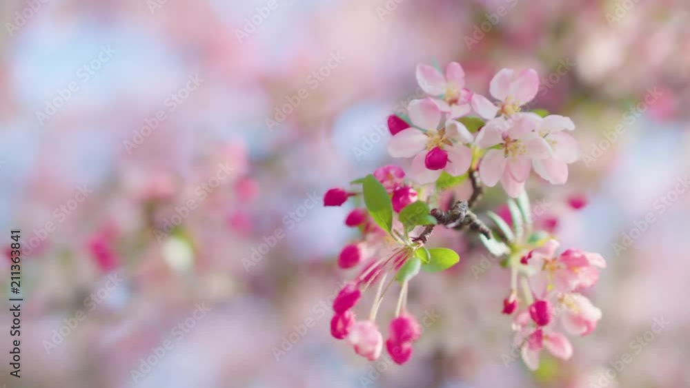 A tree blossoming with pink flowers in the springtime. A tree blossoming with pink flowers in the springtime.