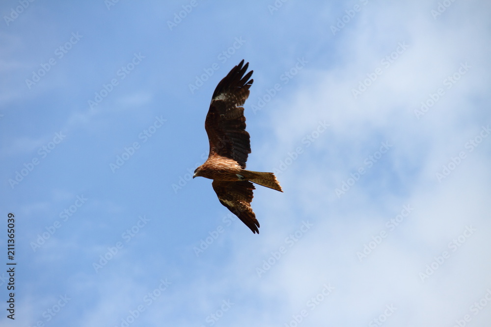 Obraz premium トビ06