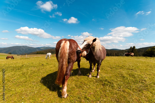 Horses in the Black Forest