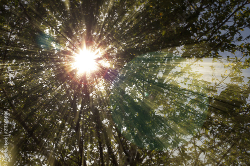 Glowing rays of the sun through the branches of a tree
