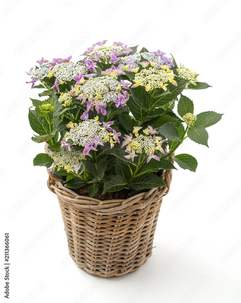 Bauernhortensie (Hydrangea macrophylla)