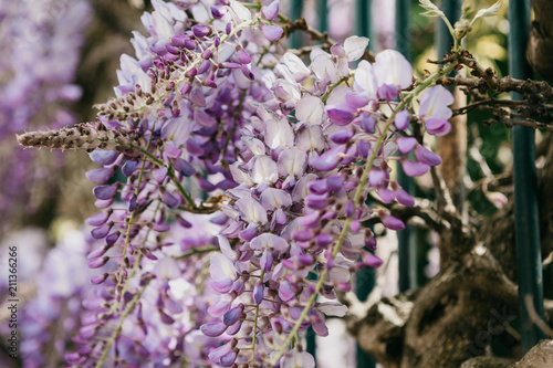 Purple flowers Wisteria grow as a decoration of the fence