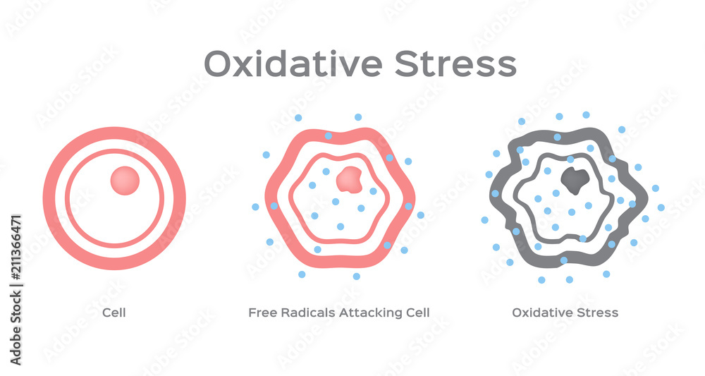 Oxidative Stress cell vector / free radical Stock Vector Biology Diagrams