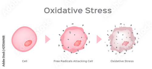 Oxidative Stress cell vector / free radical