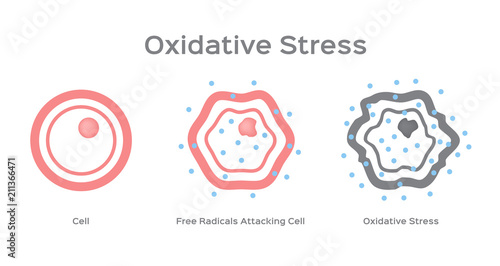 Oxidative Stress cell vector / free radical