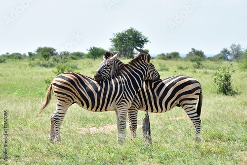 resting position of zebras South Africa