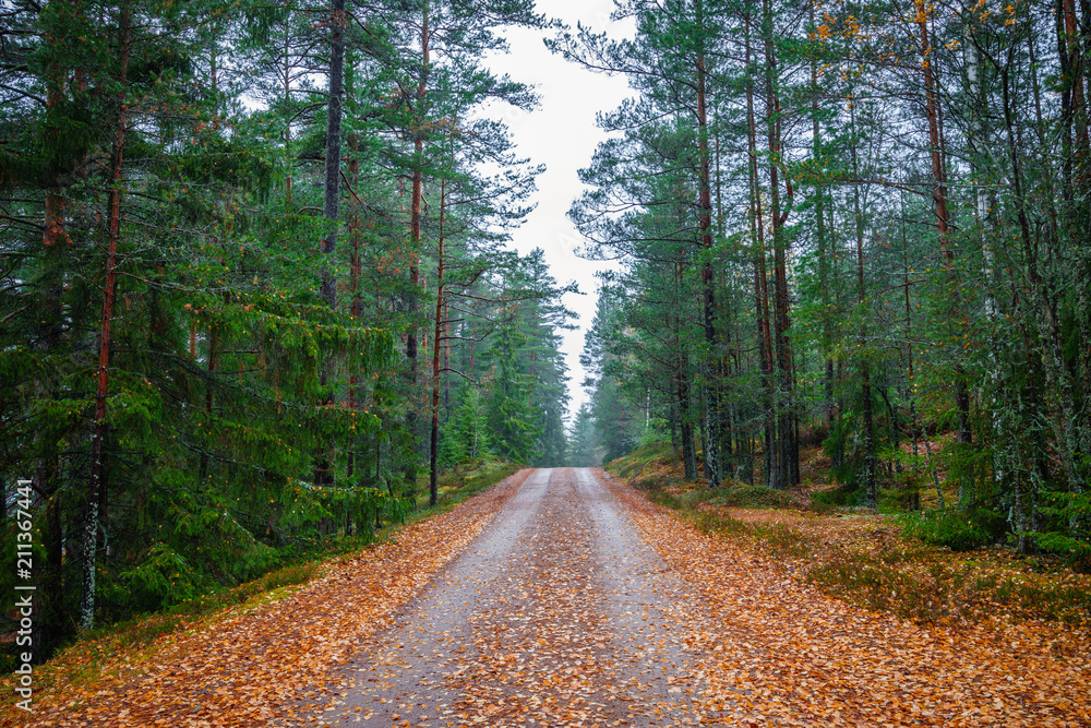 Fototapeta premium Swedish forrest in autumn
