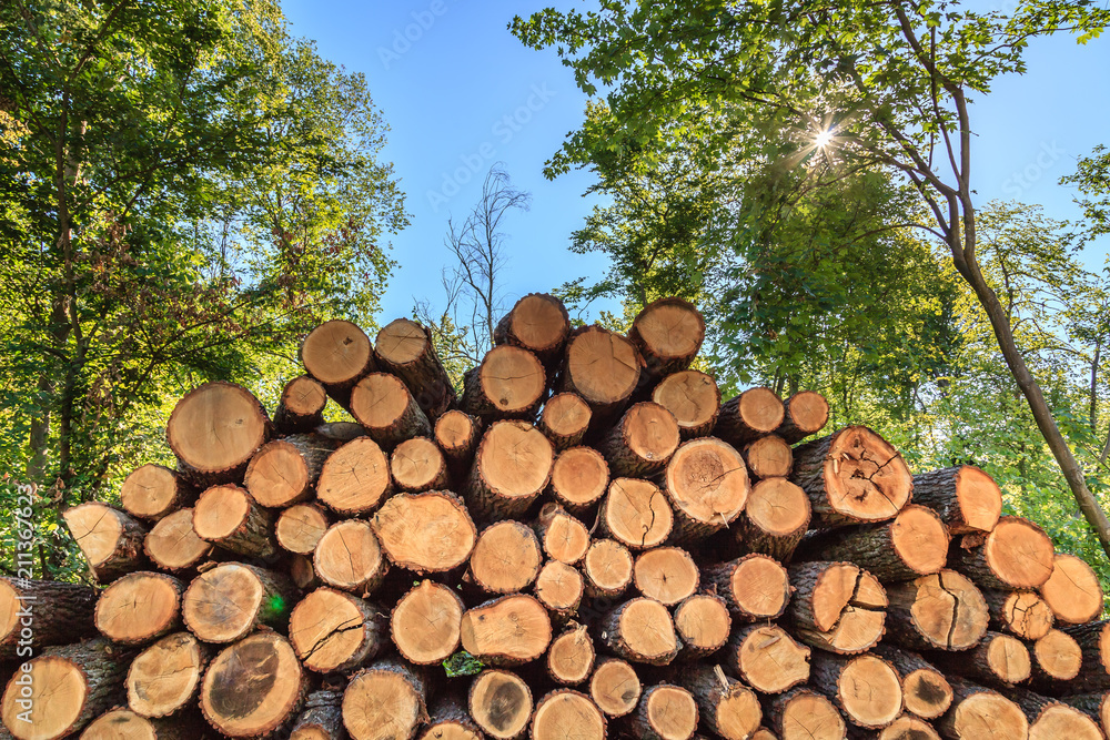 Riesiger Stapel von Baumstämmen im Wald für Forstwirtschaft, Froschperspektive Riesiger Stapel von Baumstämmen im Wald für Forstwirtschaft, Froschperspektive