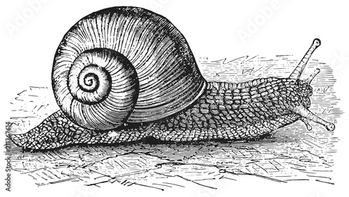 Snail - Mollusca #vector - Schnecke