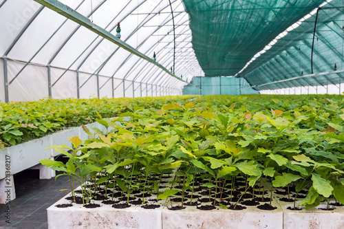 seedlings of oak and other forest cultures in the greenhouse for cultivation of planting material