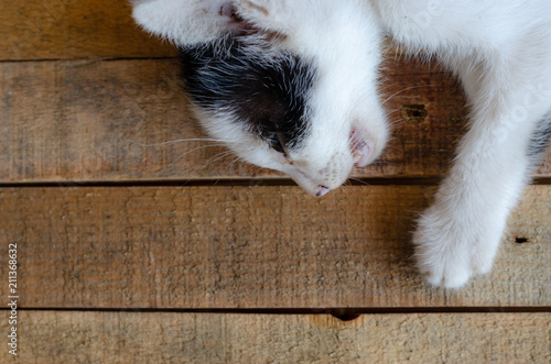 litle cat lying on wood background