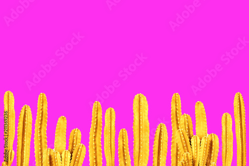 Yellow cactus on pink background