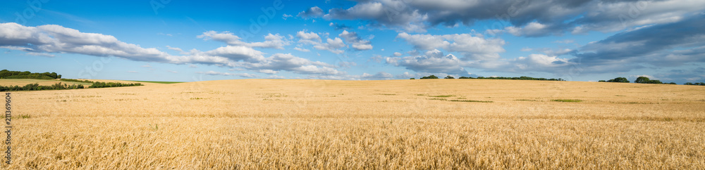 Panorama of Wheat landscape