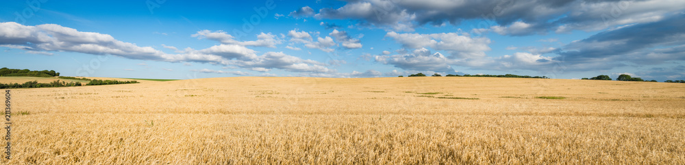 Panorama of Wheat landscape Panorama of Wheat landscape