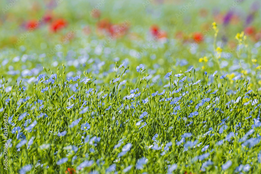 The field of the blossoming flax