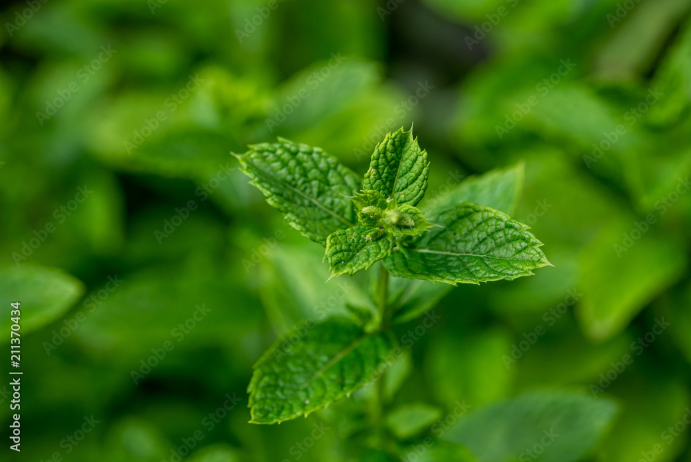 feuille de menthe dans le jardin, plante aromatique riche en menthol appréciée en cuisine ou dans le thé feuille de menthe dans le jardin, plante aromatique riche en menthol appréciée en cuisine ou dans le thé