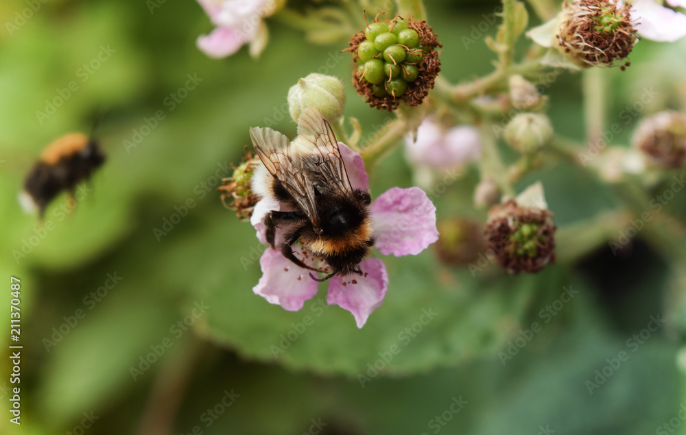 Hummel sammelt Nektar von einer Himbeerblüte Hummel sammelt Nektar von einer Himbeerblüte