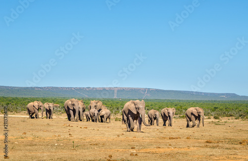 Elephants herd, Addo elephants park, South Africa